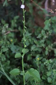 Image result for Buchnera leptostachya