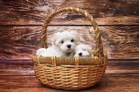 The Top 5 Maltese Haircut Styles For 2019 The Dog People By Rover Com