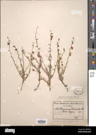 Image result for Hermannia boraginiflora