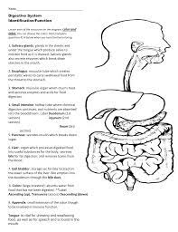 37+ digestive system coloring pages for printing and coloring. Digestive System Coloring