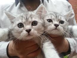 Check spelling or type a new query. Persian Cat And British Shorthair Mix Novocom Top