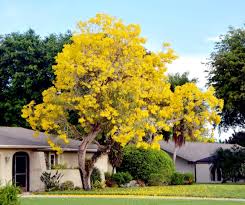 Image result for Handroanthus chrysotrichus