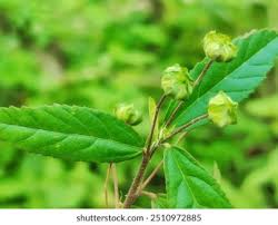 Image result for Sida dregei