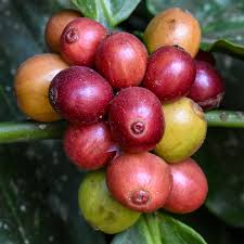 Image result for Coffea ligustroides