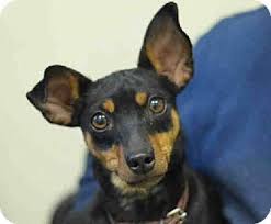 Individuals & rescue groups can post animals free.. Woodland Park Nj Miniature Pinscher Meet Kya Min Pin A Dog For Adoption Doberman Pinscher Puppy Miniature Pinscher Dog Adoption