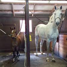 The Big Differences Between Horses And Ponies