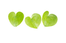 The leaves are arranged opposite. 12 777 Heart Shaped Leaves Stock Photos And Images 123rf