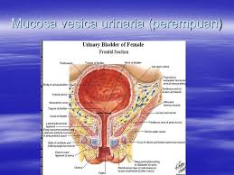 Sistem urinaria pada pisces pisces mempunyai sepasang ginjal yang memanjang sepanjang selom, terletak retroperitoneal, diantara gelembung. Anatomi Sistem Urinaria Ppt Download