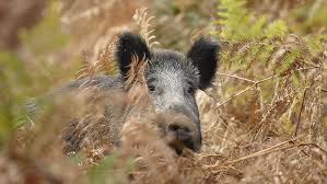 Tir sur silhouette petit calibre debout. La Verite Sur Les Sangliers Aspas Association Pour La Protection Des Animaux Sauvages