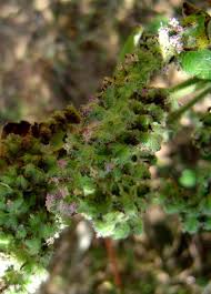 Image result for Mesosphaerum pectinatum