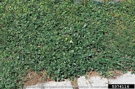 Image result for Alternanthera caracasana