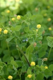 Maybe you would like to learn more about one of these? Garden Help Winter Weeds Are Starting To Make Their Annual Appearance Entertainment Life The Florida Times Union Jacksonville Fl