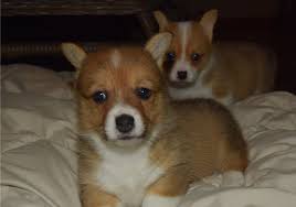Buckeye puppies makes it easy to find healthy puppies from reputable dog breeders across pennsylvania, ohio, and more. Welsh Corgi Pembroke Puppies For Sale 21 Photos Pet Supplies