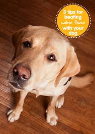 3 Tips For Beating Cabin Fever With Your Dog Dogs Lab Dogs Lab Puppies