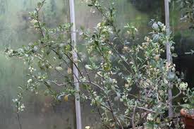 Image result for Putterlickia