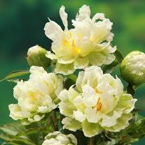 楽天市場】しゃくやく の 植え 替えの通販