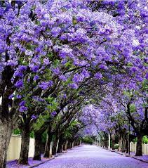 Check spelling or type a new query. Adelaide South Australia Another Beautiful Jacaranda Lined Street Jacaranda Tree Unique Trees Purple Flowering Tree