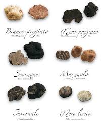All Over The World You Have Several Kind Of Truffles 63 Are The Ones Classified As Tuber In Italy You Have About Truffles Vegan Truffles Stuffed Mushrooms