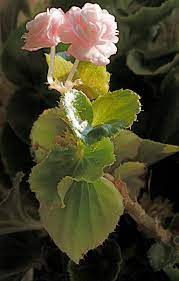 Begonias Florecidas Begonia Flowers Plants