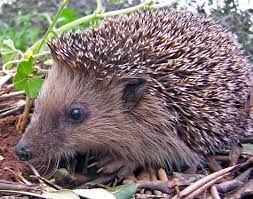 Hedgehog Wikipedia