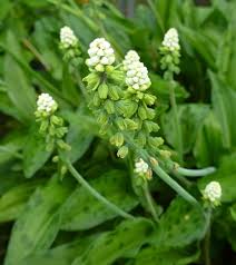 A native plant to europe and southwest asia, snowdrops are winter hardy in usda hardiness zones 3 to 7. African False Hosta Little White Soldiers Leopard Ears Leopard Plant Tropical Plants Almost Eden