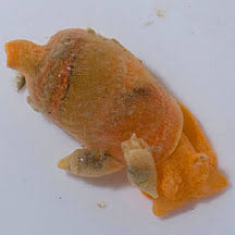 Image result for Isoglossa vulcanicola