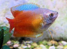 Sunset gourami is an unbelievable fish in its true coloration, but it surely has been additionally developed to convey out extra of its orange. Common And Scientific Fish Names Beginning With D