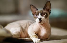 Abyssinian merupakan kucing bulu pendek dari amerika serikat dan diduga kucing ini merupakan kucing ras tertua di dunia. Kucing 101 5 Jenis Kucing Tanpa Bulu Yang Cocok Kalau Kamu Alergi