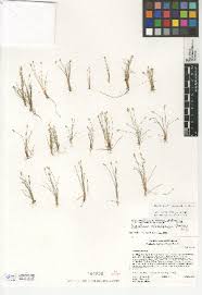 Image result for Eleocharis naumanniana