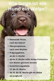 Wie Lange Ist Ein Hund Ein Welpe Welpenzeit Bis Zur 18 Lebenswoche Welpen Hunde Welpen Erziehung Hunde