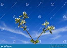 Image result for Cerastium glomeratum