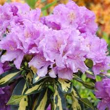 Pin On Plants For New Border