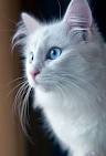 4 Things to Know About Cats With Blue Eyes - Catster