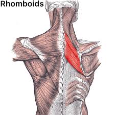 Best 5 bodyweight back exercises workouts for home without weights. Sports Physiotherapist On Twitter Upper Middle Back Shoulder Or Arm Pain Popping Grinding Noise When Moving The Shoulder Blade Rhomboid Major Minor Muscles Anatomy Function And Pathology The Rhomboids Attach