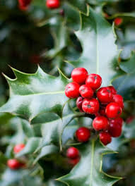 Photos, address, and phone number, opening hours, photos, and user reviews on yandex.maps. Yard And Garden Planting And Growing Holly Varieties In Iowa News