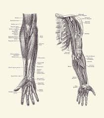 The coronary arteries is the main artery that. Arm And Hand Diagram Dual View Vintage Anatomy 2 Drawing By Vintage Anatomy Prints