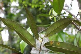 Image result for Hunteria zeylanica