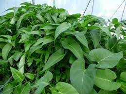 Image result for Ipomoea aquatica