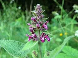 Image result for Stachys pseudonigricans