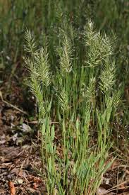 Image result for Anthoxanthum