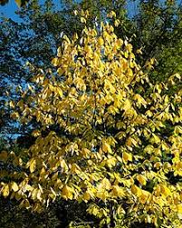 Die frostharte pflanze wird auch indianerbanane genannt da ihre relativ großen früchte etwas an bananen erinnern. Dreilappige Papau Wikipedia