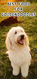 Best Dog Food For Goldendoodles To Keep Them Happy And Healthy