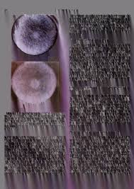 The Biological bulletin