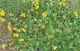 Image result for Lotus corniculatus