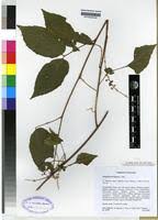 Image result for Allophylus ferrugineus