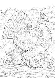 Ruffed Grouse Coloring Page From Grouse Category Select From 24286 Printable Crafts Of Cartoons Nature Animal Bird Coloring Pages Coloring Pages State Birds