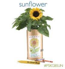 Psk Gib Sunflower Sunflower Garden Kids Gardening Kit Gardening For Kids