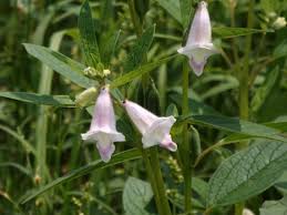 Image result for Sesamum