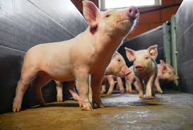 La sanidad animal y la fitosanidad se consideran bienes públicos mundiales importantes, y son esenciales para la seguridad y la salubridad alimentarias. Modificaran La Ley De Sanidad Animal
