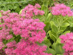 Sedum Spectabile Neon Sedum Sedum Plant Partial Shade Plants